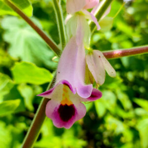 Martynia annua