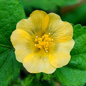 Abutilon indicum