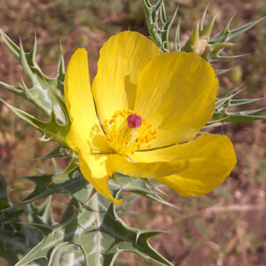 Mexican Prickly Poppy