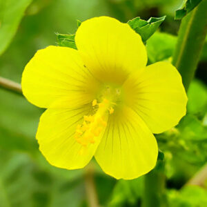 Malachra capitata